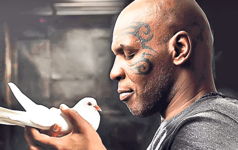Tyson, îmblânzit de porumbei