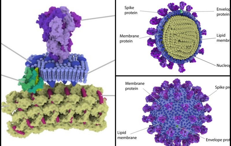 Cum arată dușmanul: Cercetătorii britanici au creat modele precise 3D ale noului coronavirus