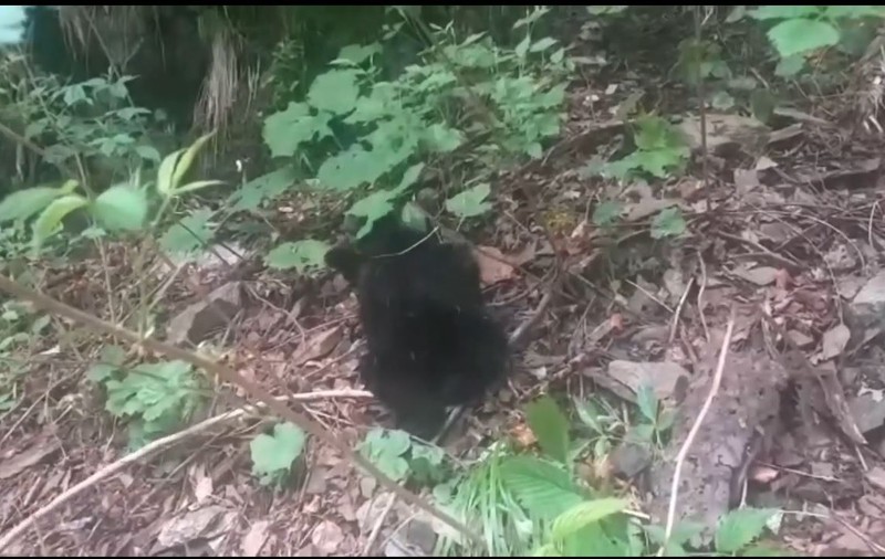 Pui de urs rănit, găsit pe marginea drumului în Argeș
