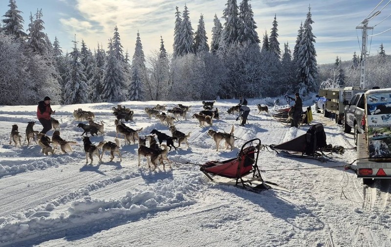 Plimbări spectaculoase cu sănii trase de câini husky, în România. Unde găsiți această aventură