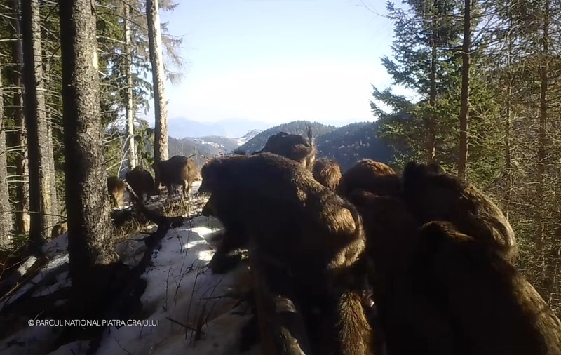 29 de porci mistreți filmați de o cameră de supraveghere din Piatra Craiului au devenit virali pe internet: „Îi ademeniți”