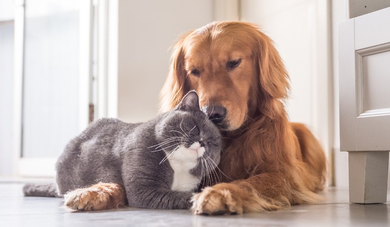 Piața serviciilor medicale pentru animalele de companie din România este în plină expansiune. Foto: Shutterstock