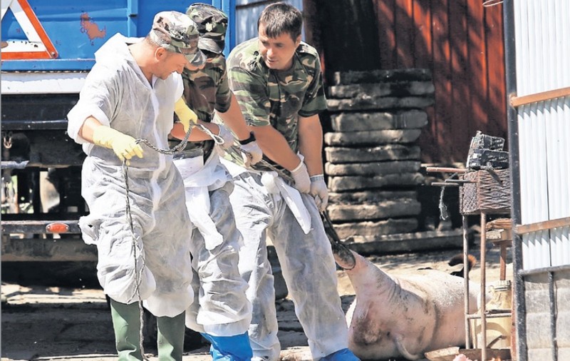 Analize pozitive pentru pestă porcină la ferma de peste 140.000 de porci, cea mai mare din România și a doua din Europa!