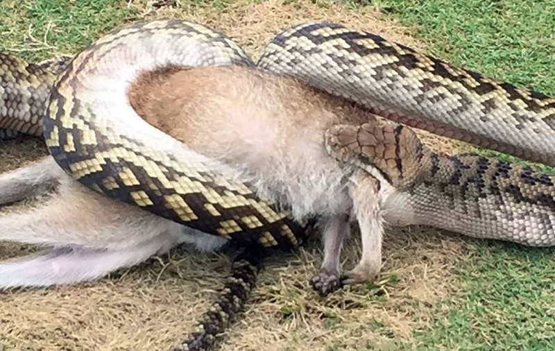 Imagini șocante din golf! Un piton lung de 4 metri a înghițit un pui de cangur / GALERIE FOTO