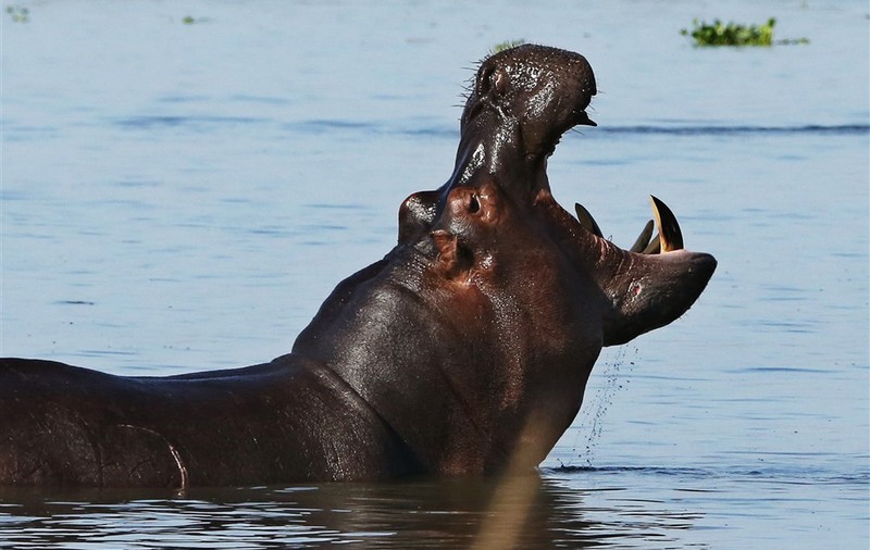 Un copil de 2 ani a fost salvat după ce a fost înghițit de un hipopotam, în Uganda