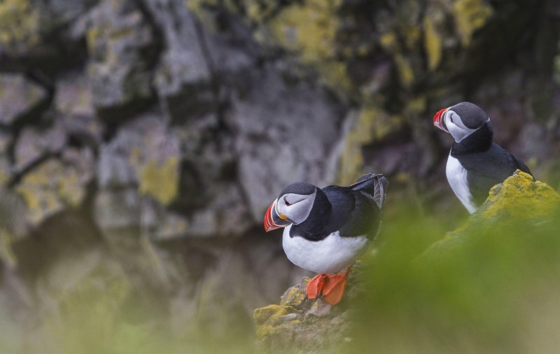 „Acord istoric” privind biodiversitatea după eforturi diplomatice-maraton. „Natura este nava noastră, trebuie să o ținem pe linia de plutire”