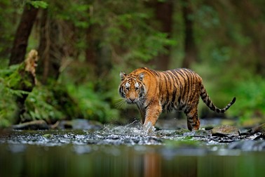 Specii de animale pe cale de disparitie - tigrul