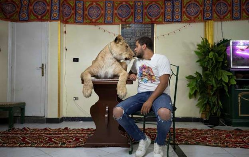 Un dresor de animale din Egipt a mutat circul în propriul apartament. A dus un leu în locuința din Cairo și a filmat un spectacol