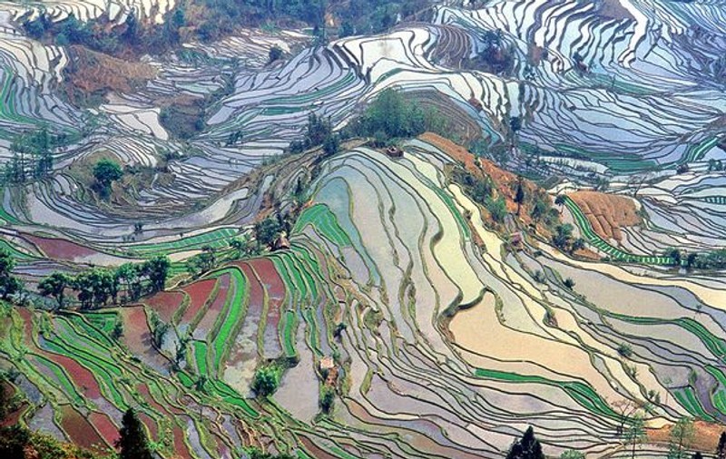 Ai crede că e o pictură, nu? Ei bine, aşa arată orezăriile din China! | FOTO
