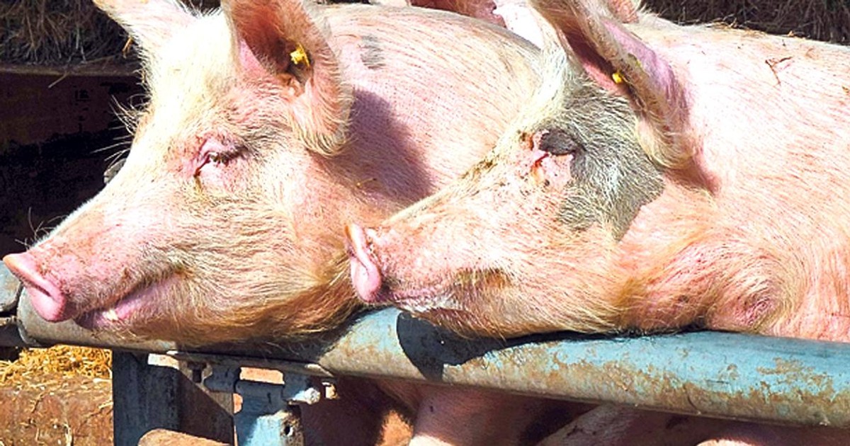Noi focare de pestă porcină au fost descoperite în Prahova. Au fost uciși 41 de porci