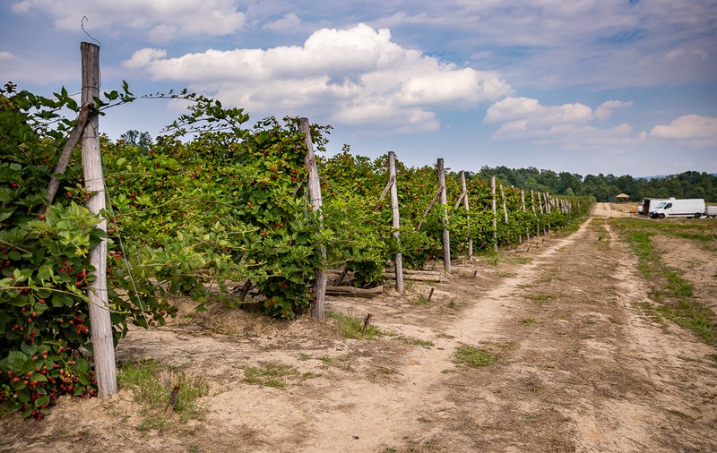 Trei generații au pus pe picioare o plantație de fructe de pădure în Gorj. Nepotul a dezvoltat afacerea, părinții au pus banii, bunica Mărioara coordonează muncitorii