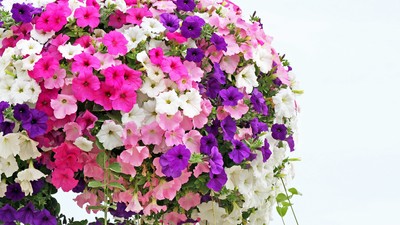 Petunii ingrijire si plantare