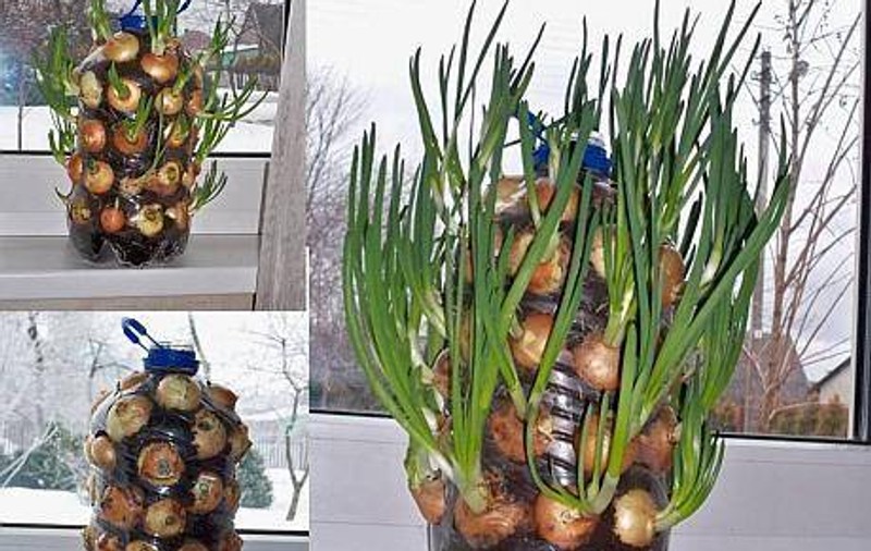 Ştiai cum se cultivă ceapa în sticle de plastic ? GALERIE FOTO