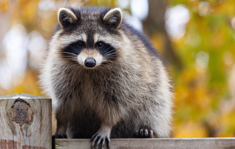 Ratonii amenință biodiversitatea Europei. Cercetătorii germani cer măsuri urgente
