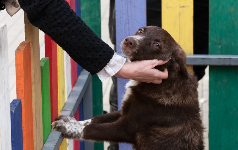 Târg online de adopții organizat pe Facebook de ASPA pentru cățeii bătrâni