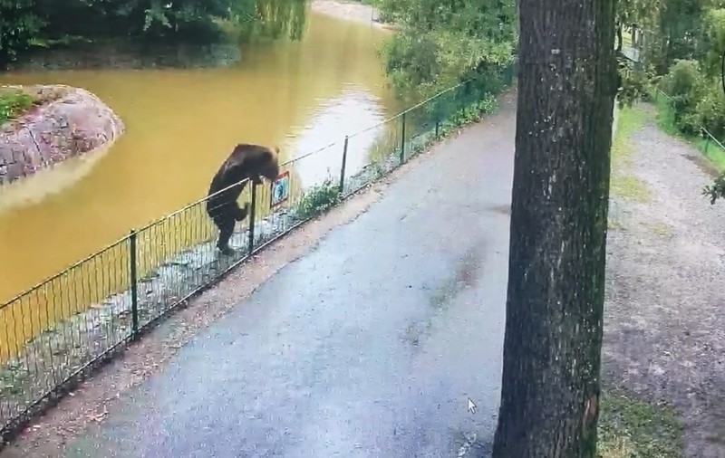 Un urs care s-a plimbat prin Grădina Zoologică Târgu Mureş și a omorât patru animale a fost împuşcat