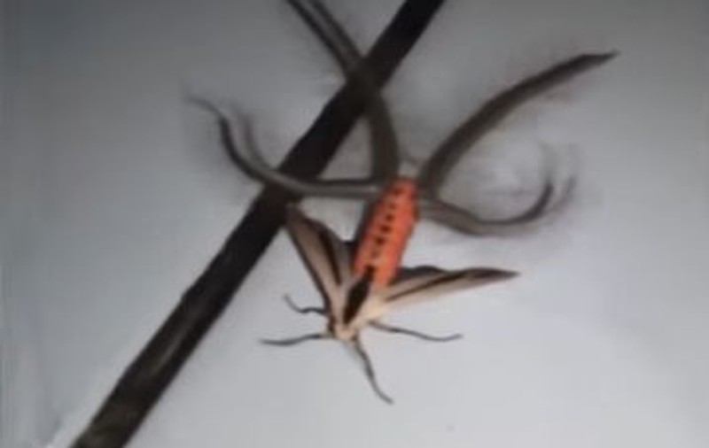 Insecta care a devenit virală pe rețelele de socializare. Tu poți ghici ce este? | VIDEO