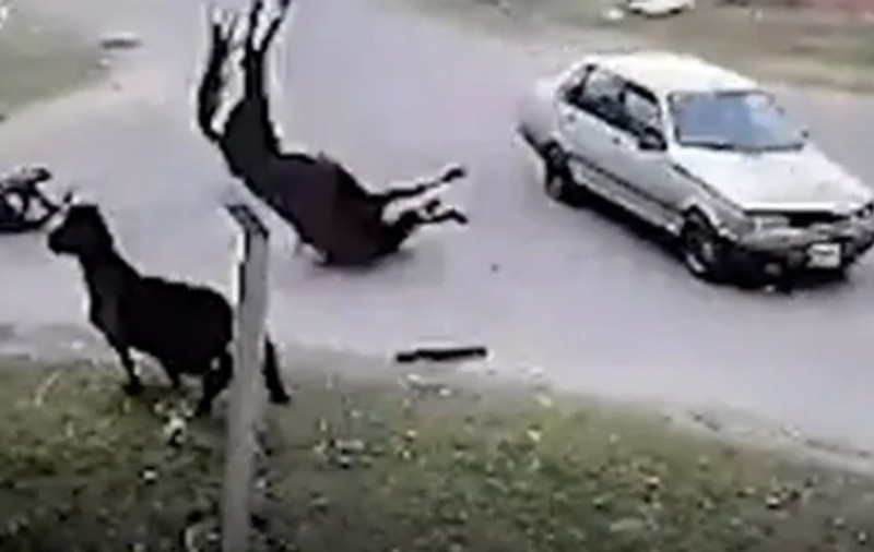 „A galopat și nu l-am putut opri”. Un adolescent și calul pe care îl furase „de distracție”, loviți de o mașină, în Argentina | VIDEO