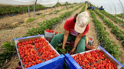 Begin of strawberry season
