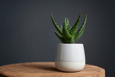 Aloe vera in ghiveci
