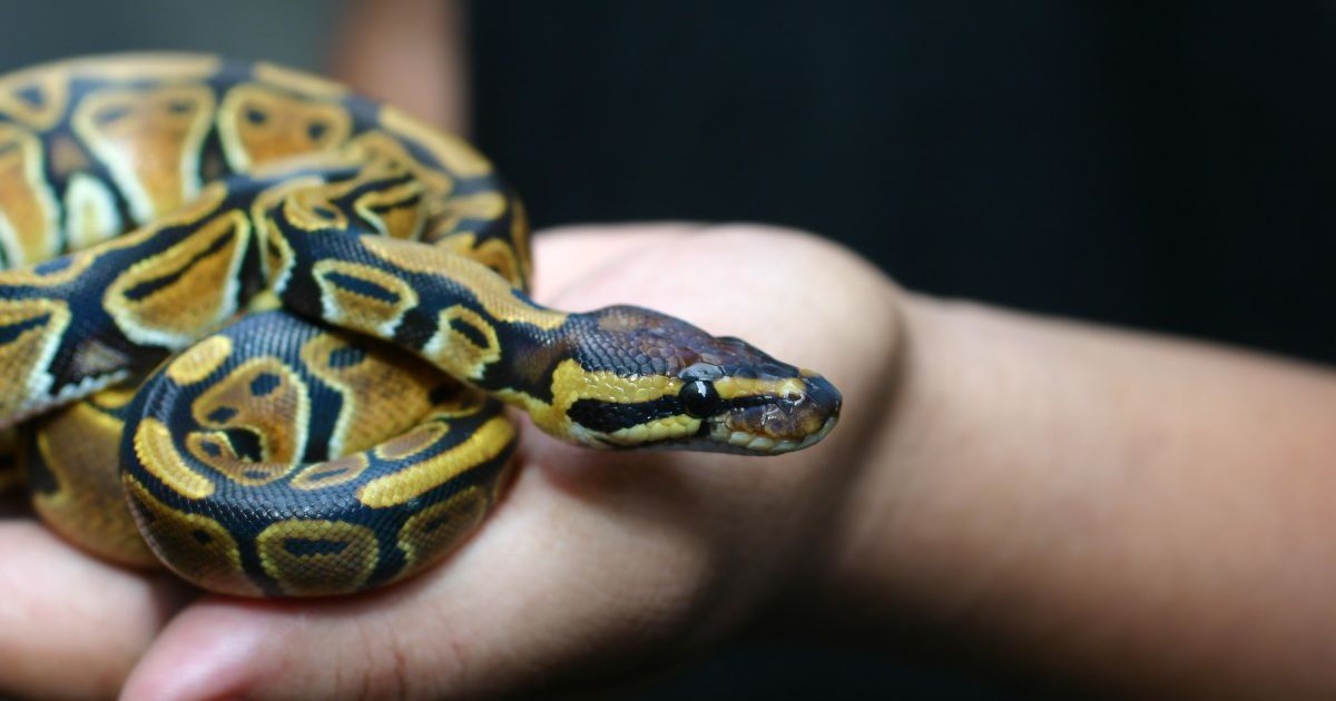 Piton regală ținut în mână de o persoană, pe fundal negru