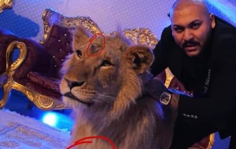 Percheziții la locuința manelistului Dani Mocanu, după videoclipul în care apare un leu rănit. Imagini cu mascații, publicate de cântăreț