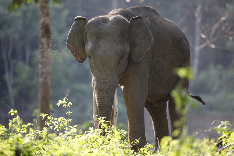 epa05843857 A domesticated elephant feeding at Sarah Deu Conservation Response Unit (CRU) in Aceh Jaya, Indonnesia, 12 March 2017. The purpose of the Sarah Deu CRU is to reduce the conflicts between wild animals and humans. In the CRU the forest rangers and trained elephants called 'Elephant Cops' keep wild elephants away from the human settlements. Aceh is one of the areas with high elephant population but threatened due to rampant encroachment and clearing of forests into plantations. EPA/HOTLI SIMANJUNTAK