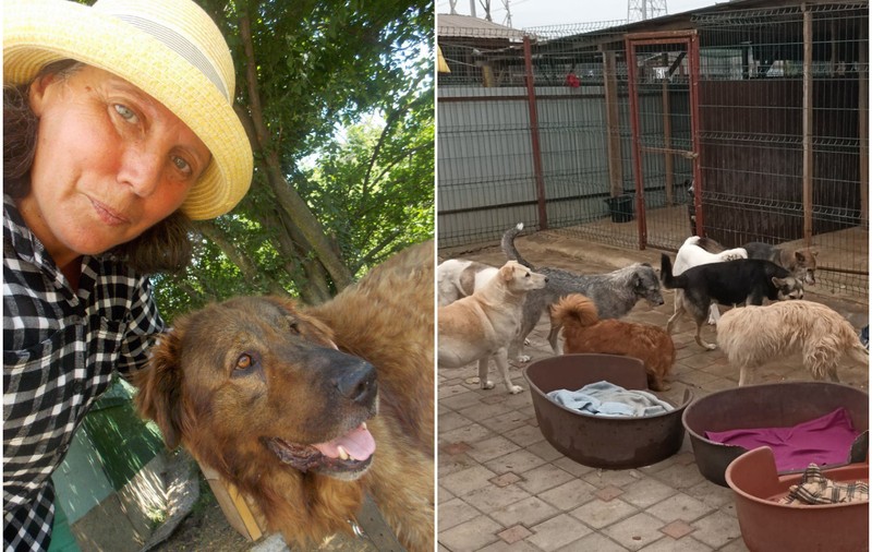 Câinii maidanezi i-au dat puterea să meargă mai departe când era bolnavă de cancer. Acum luptă ea să le facă un adăpost lângă București