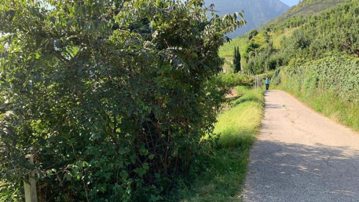 O româncă din Italia a fost acuzată că și-a omorât un copil nou-născut. Corpul acestuia a fost găsit într-un tufiș de niște turiști