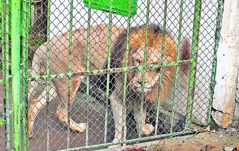 Control medical neobişnuit la Galaţi! Leul Simba, la «raze», din cauza unei malformaţii
