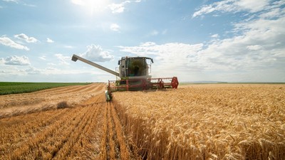 recoltă de grâu