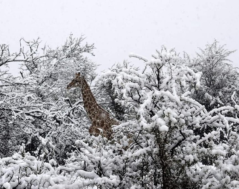 Imagini uimitoare cu elefanți și girafe în zăpadă surprinse în Africa de Sud