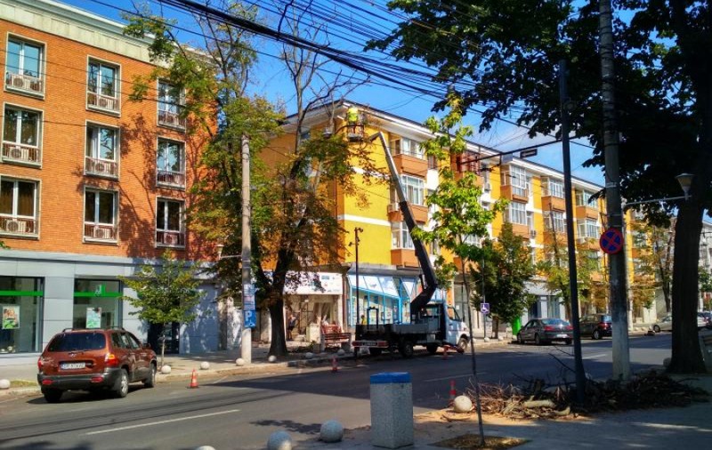 Primăria din Galați vrea să cumpere un „tomograf” pentru copacii din oraș
