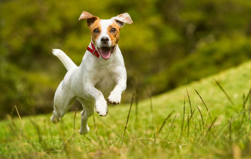 Horoscopul canin: căţelul Berbec vrea să fie el şeful!