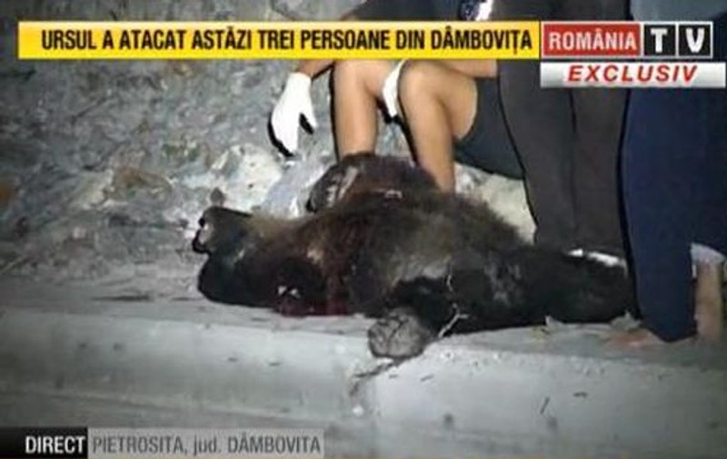 Ursul UCIGAŞ din DÂMBOVIŢA a fost prins şi OMORÂT
