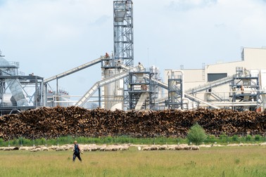 Un cioban îşi mână turma pe lângă gardul fabricii Kronospan din Braşov