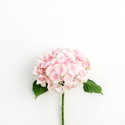 Hortensie roz pal