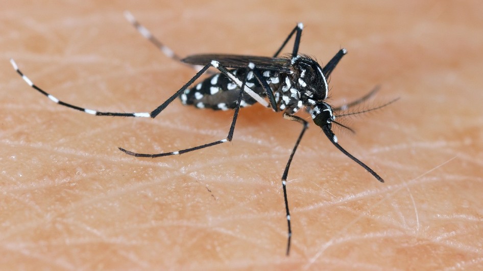 Tigrul asiatic Țânțar Aedes albopictus