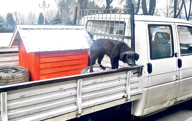 Metodă antifurt de tot râsul la olteni! A mutat câinele din ogradă în remorca maşinii!