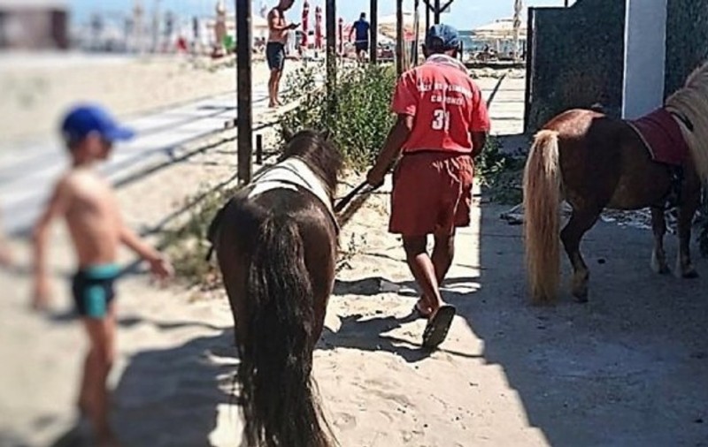 Amendă uriașă. Doi ponei plimbați pe caniculă pe plaja din Mamaia, pentru distracția turiștilor, au fost confiscați de polițiști