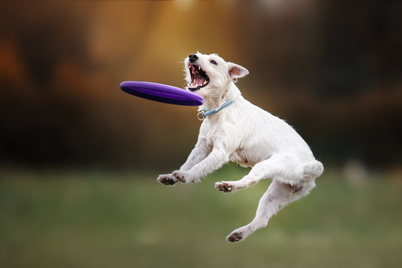 În prezent, peste 60 de producători din întreaga lume fabrică celebrele discuri Frisbee