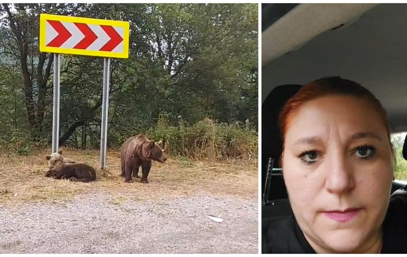 Diana Șoșoacă, întâlnire cu urșii pe Transfăgărășan: „Sunt periculoși chiar dacă sunt mici”