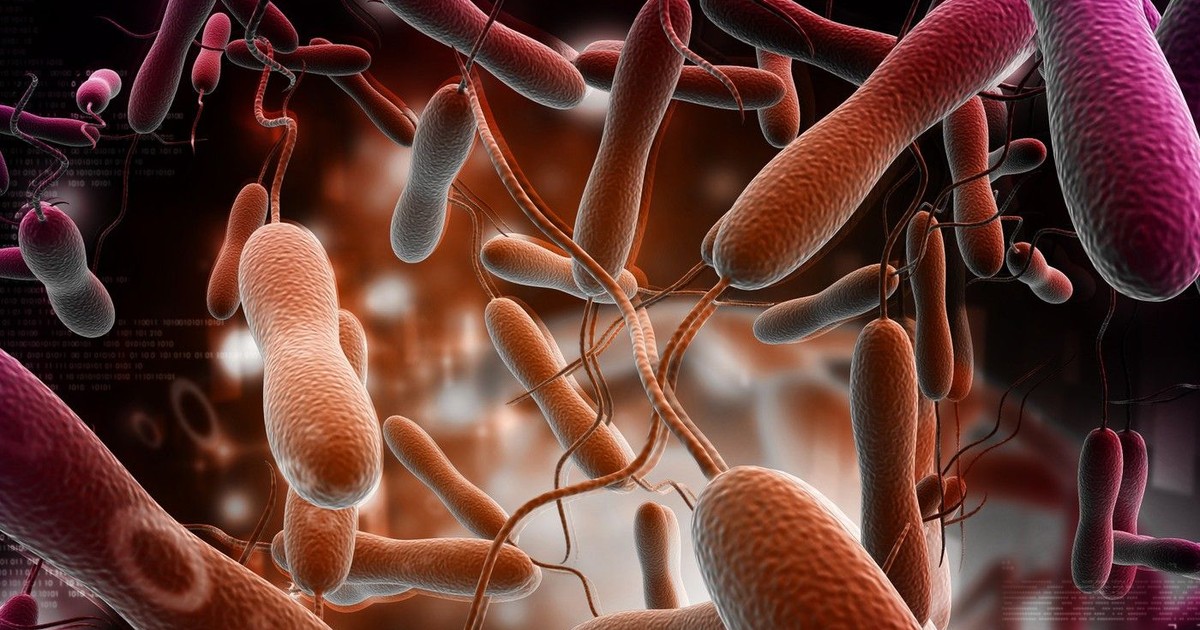 Bacteriile holerei.