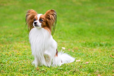Ce temperament are câinele Papillon