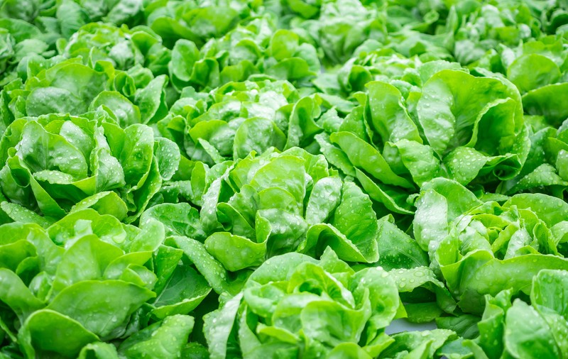 Lăptuca - plantare, beneficii și curiozități. Rețete cu salată verde de grădină