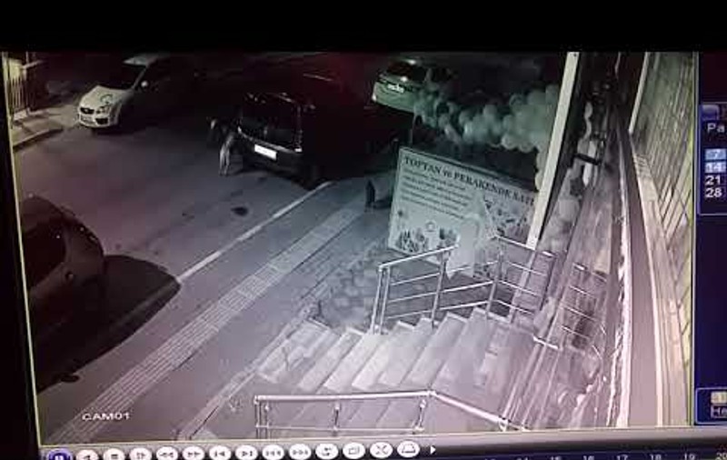 VIDEO / Reacția unei pisici, când a fost încolţită de o haită de câini. Imaginile au devenit virale