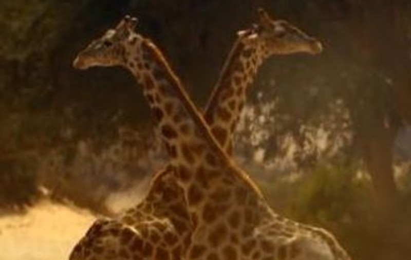 Două girafe se bat până la moarte | VIDEO INCREDIBIL