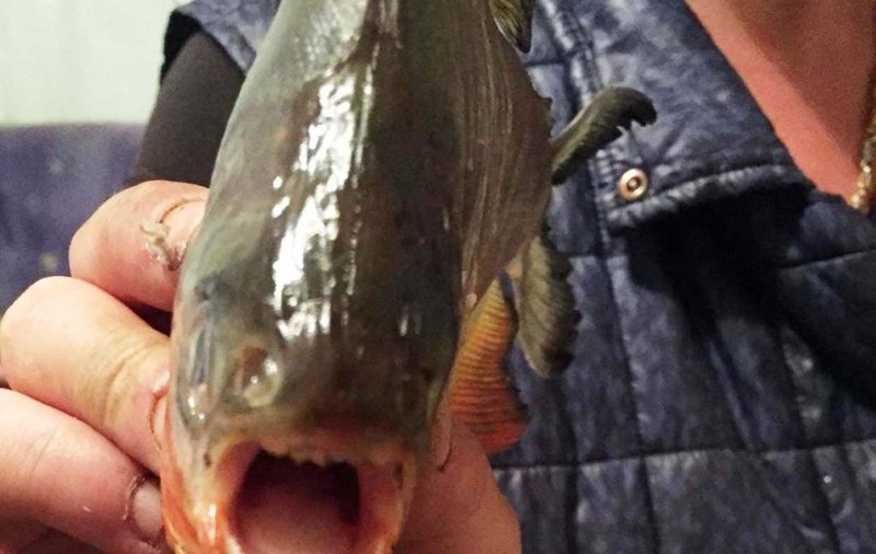 Peștii piranha găsiți în Maramureș erau de fapt din altă specie. „Ar fi fost aruncați de ceva inconștienți”