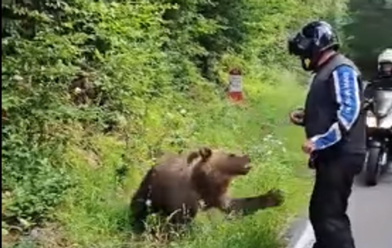 Un turist străin, la un pas să fie atacat de un urs pe care se oprise să-l hrănească, pe Transfăgărășan. VIDEO