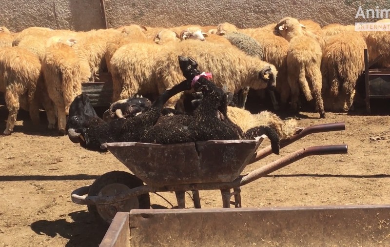 VIDEO ȘOCANT. Oaia, simbolul național al ministrului Daea, chinuită pe „vapoarele morții”. Condițiile înfiorătoare în care sunt exportate animalele